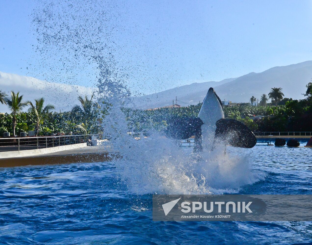 An orca/killer whale show in Tenerife island, Spain