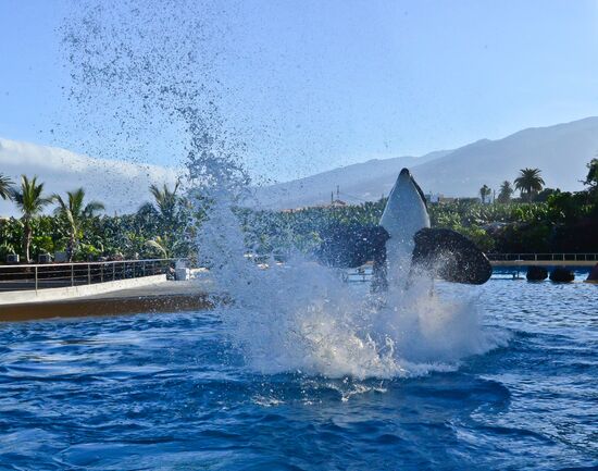 An orca/killer whale show in Tenerife island, Spain