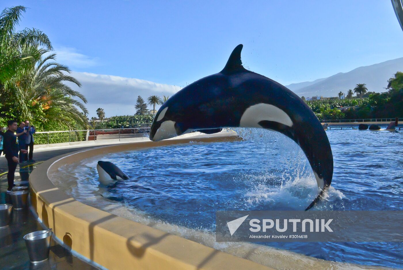 An orca/killer whale show in Tenerife island, Spain