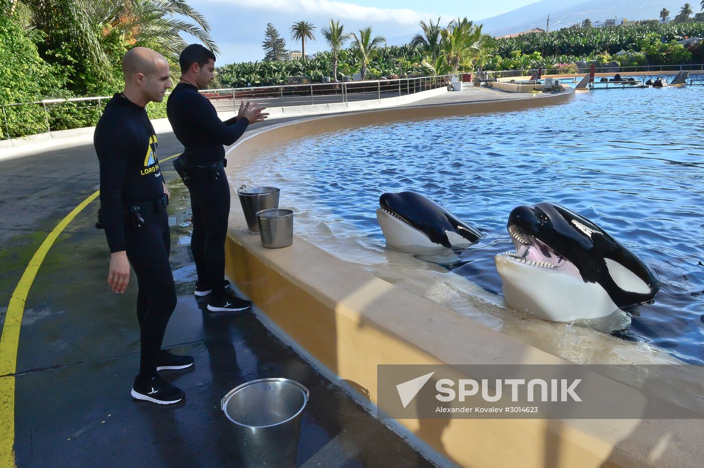 An orca/killer whale show in Tenerife Island, Spain