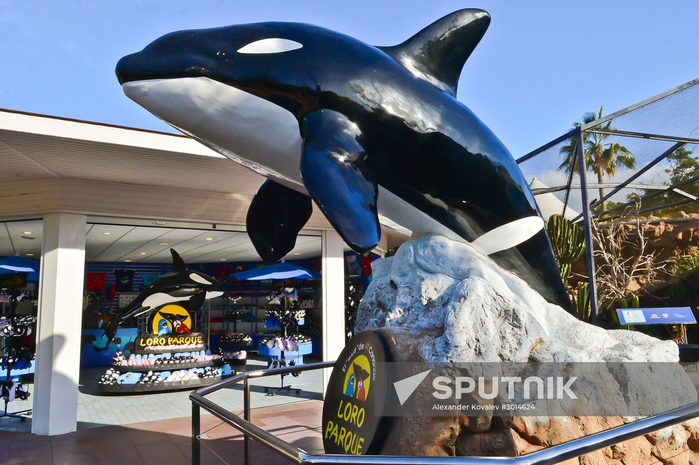 An orca/killer whale show in Tenerife Island, Spain