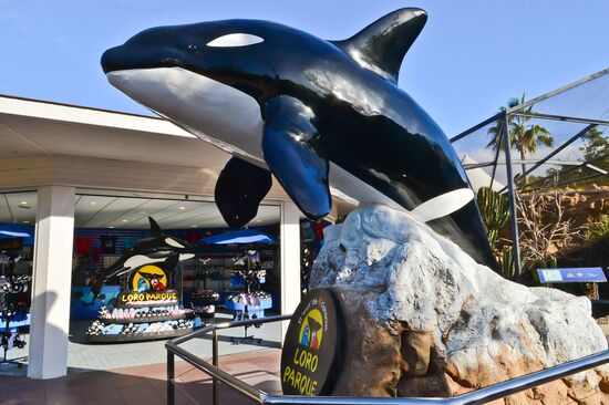 An orca/killer whale show in Tenerife Island, Spain