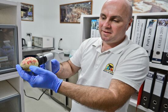 Loro Parque penguins