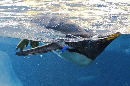 Loro Parque penguins