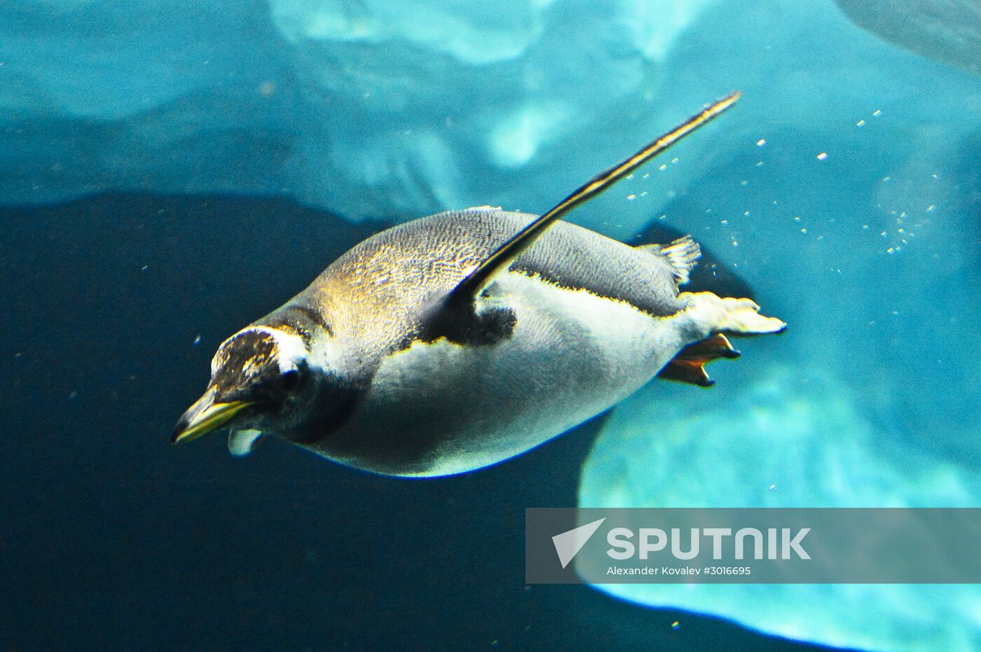 Loro Parque penguins
