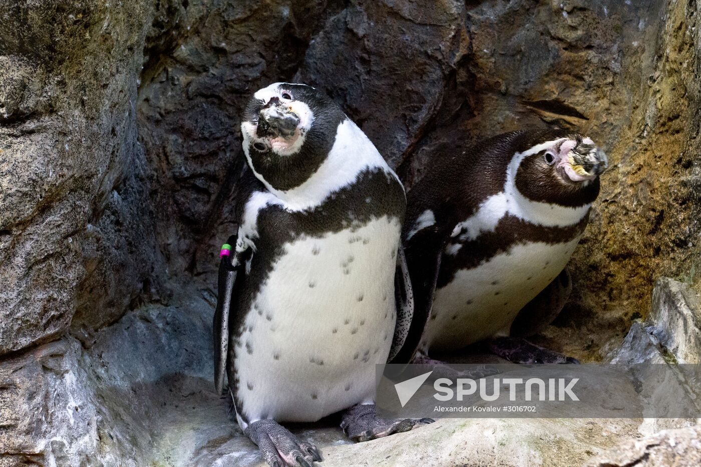 Loro Parque penguins