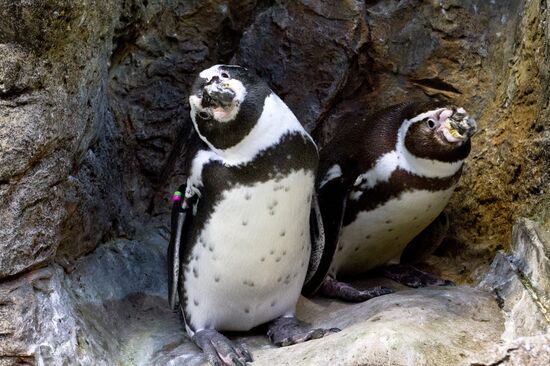 Loro Parque penguins