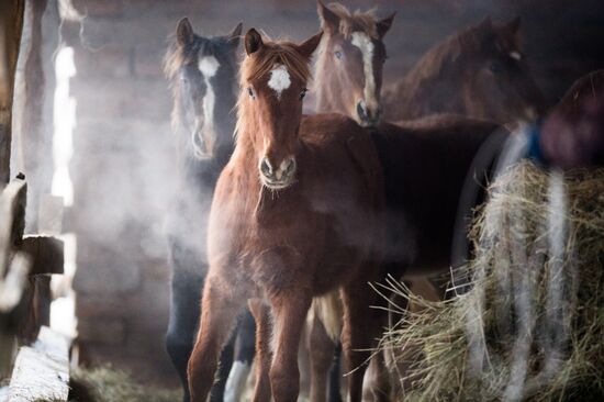 Winter in Omsk Region