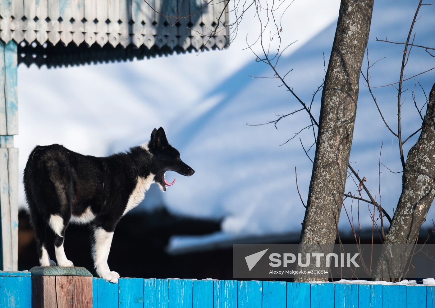 Winter in Omsk Region