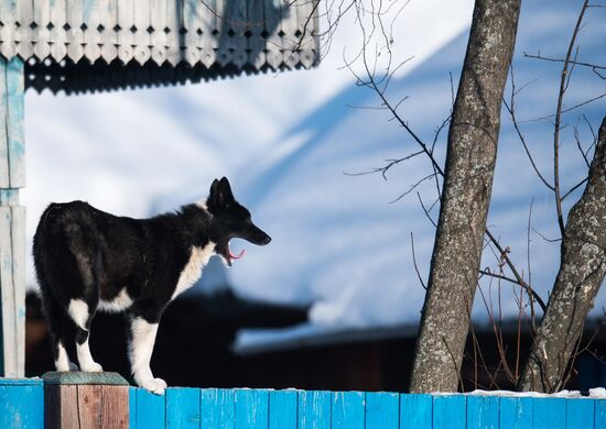 Winter in Omsk Region