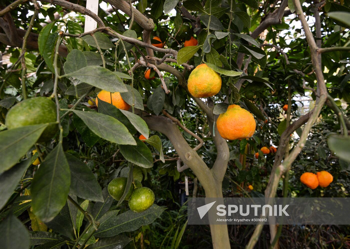 Greenhouses in the Central Siberian Botanical Garden of the Russian Academy of Sciences' Siberian Branch