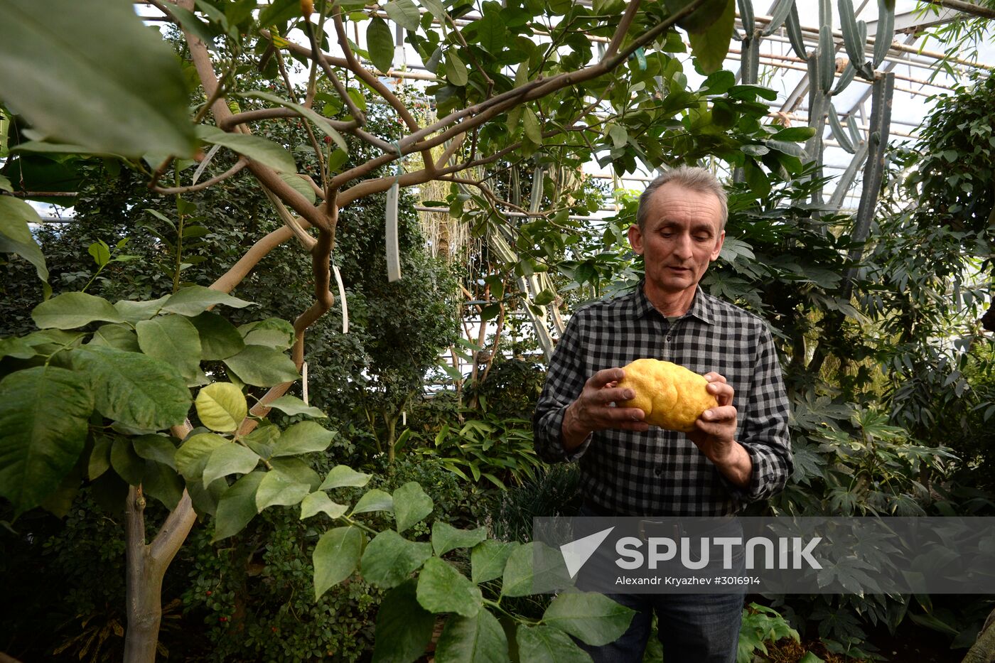 Greenhouses in the Central Siberian Botanical Garden of the Russian Academy of Sciences' Siberian Branch