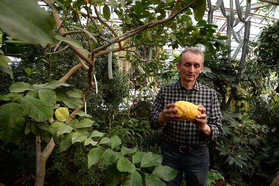 Greenhouses in the Central Siberian Botanical Garden of the Russian Academy of Sciences' Siberian Branch