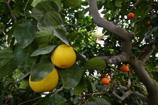 Greenhouses in the Central Siberian Botanical Garden of the Russian Academy of Sciences' Siberian Branch