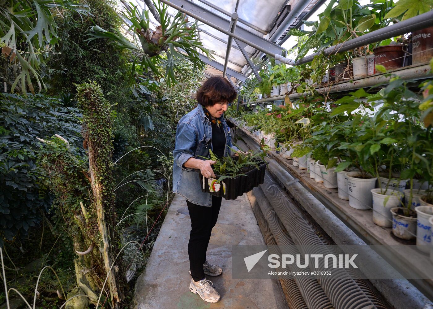 Greenhouses in the Central Siberian Botanical Garden of the Russian Academy of Sciences' Siberian Branch