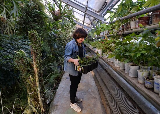 Greenhouses in the Central Siberian Botanical Garden of the Russian Academy of Sciences' Siberian Branch