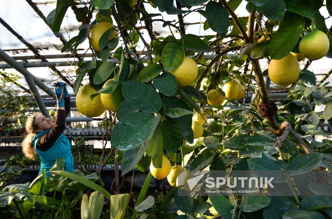 Greenhouses in the Central Siberian Botanical Garden of the Russian Academy of Sciences' Siberian Branch