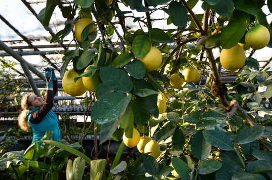 Greenhouses in the Central Siberian Botanical Garden of the Russian Academy of Sciences' Siberian Branch