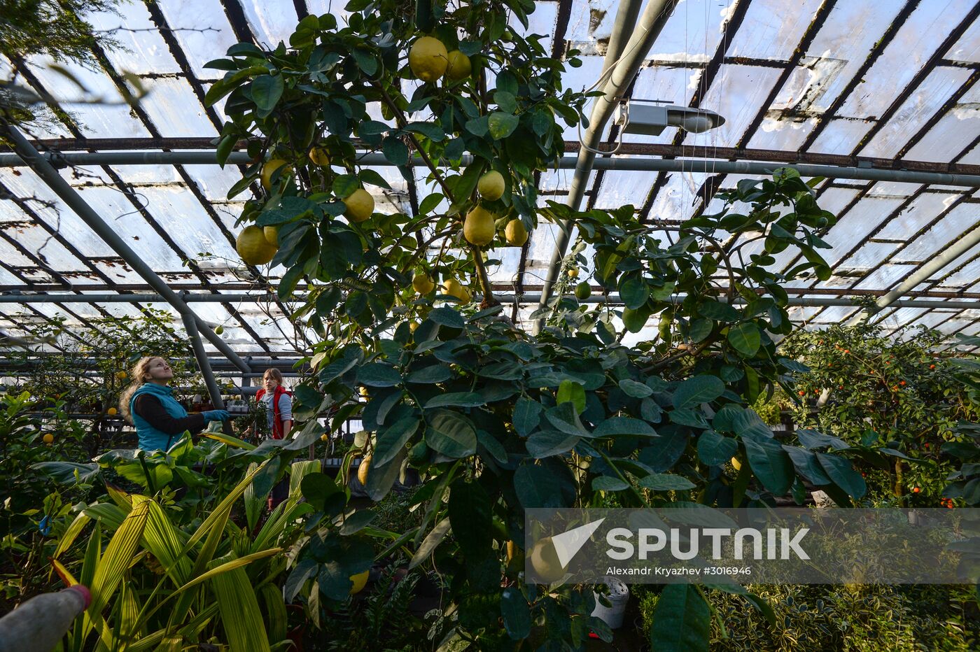 Greenhouses in the Central Siberian Botanical Garden of the Russian Academy of Sciences' Siberian Branch