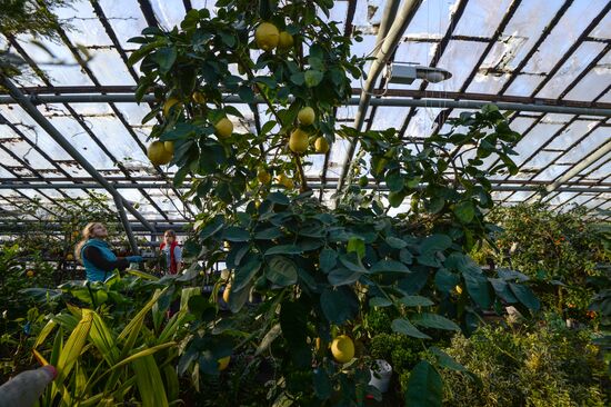 Greenhouses in the Central Siberian Botanical Garden of the Russian Academy of Sciences' Siberian Branch