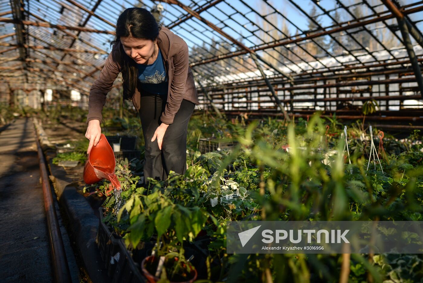 Greenhouses of the Central Siberian Botanical Garden of the Russian Academy of Sciences, Siberian branch