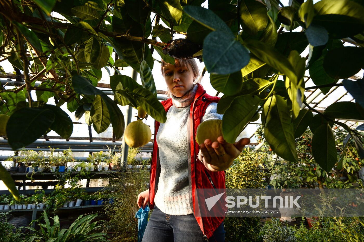 Greenhouses of the Central Siberian Botanical Garden of the Russian Academy of Sciences, Siberian branch