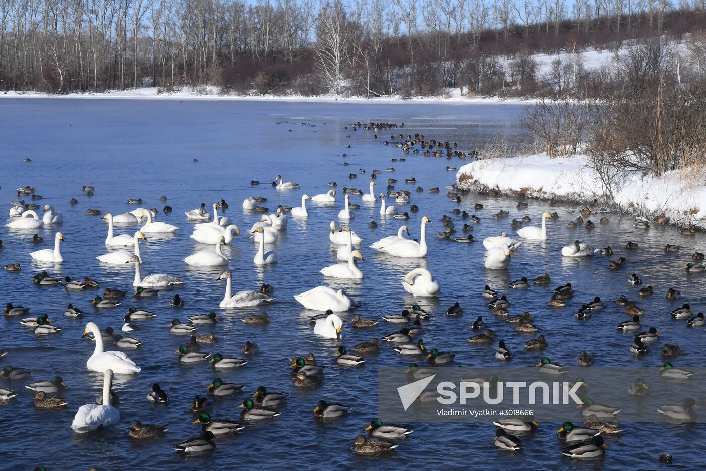 Lebediny state nature reserve