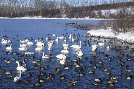 Lebediny state nature reserve