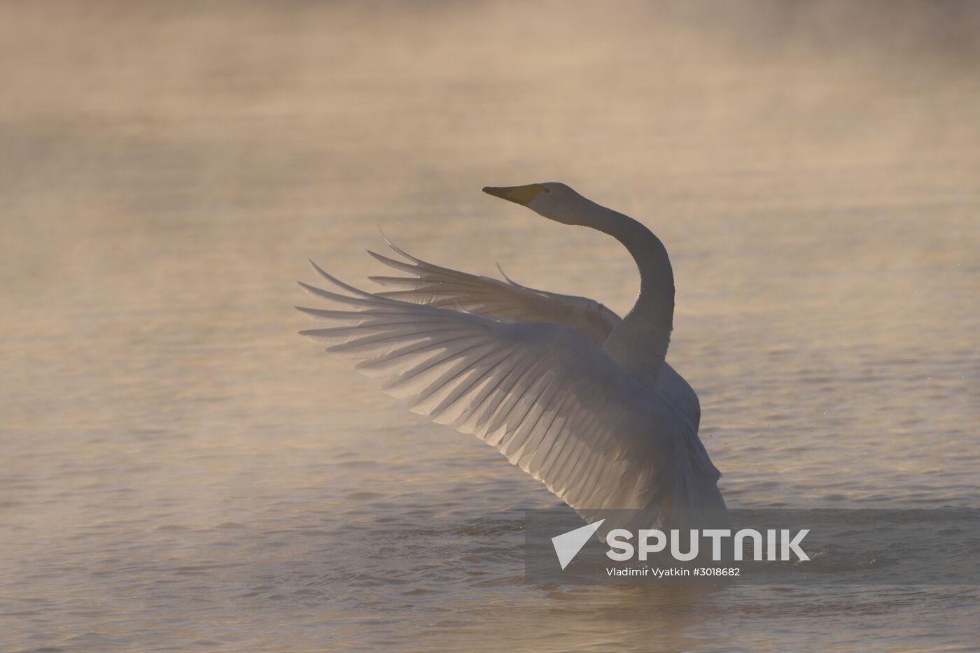Lebediny state nature reserve