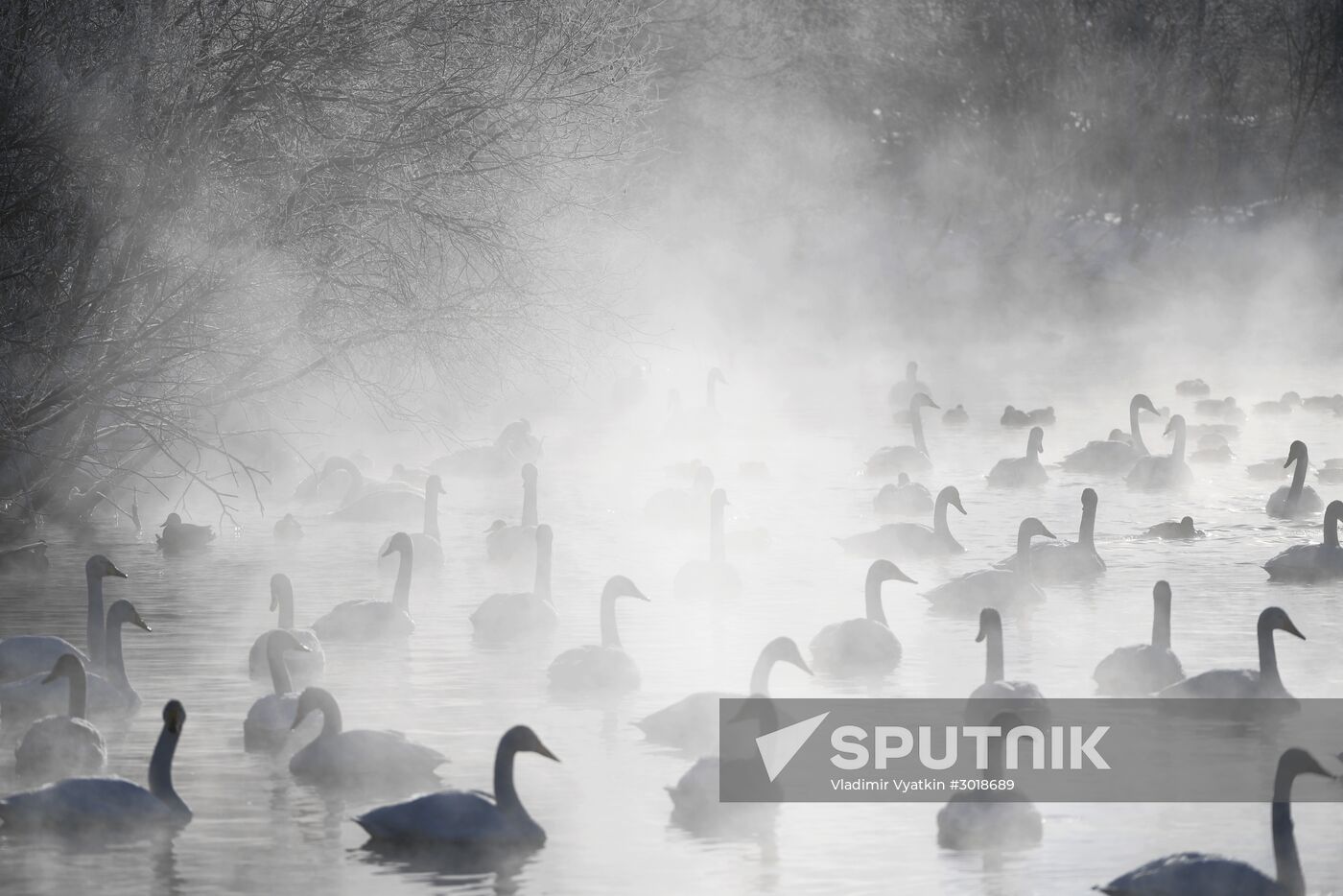 Lebediny state nature reserve