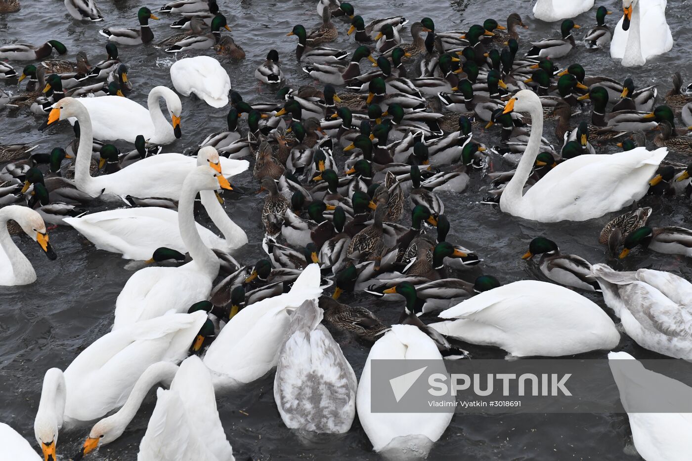 Lebediny (Swan) state nature comprehensive reserve