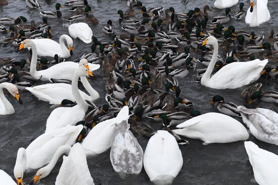 Lebediny (Swan) state nature comprehensive reserve