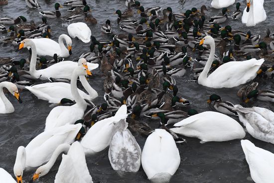 Lebediny (Swan) state nature comprehensive reserve