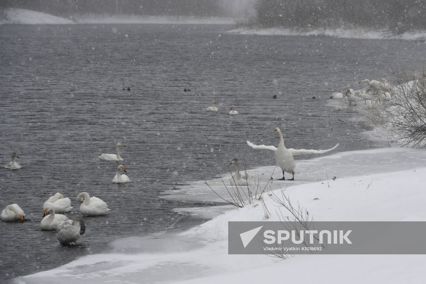 Lebediny (Swan) state nature comprehensive reserve
