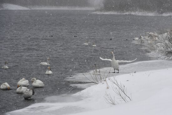 Lebediny (Swan) state nature comprehensive reserve