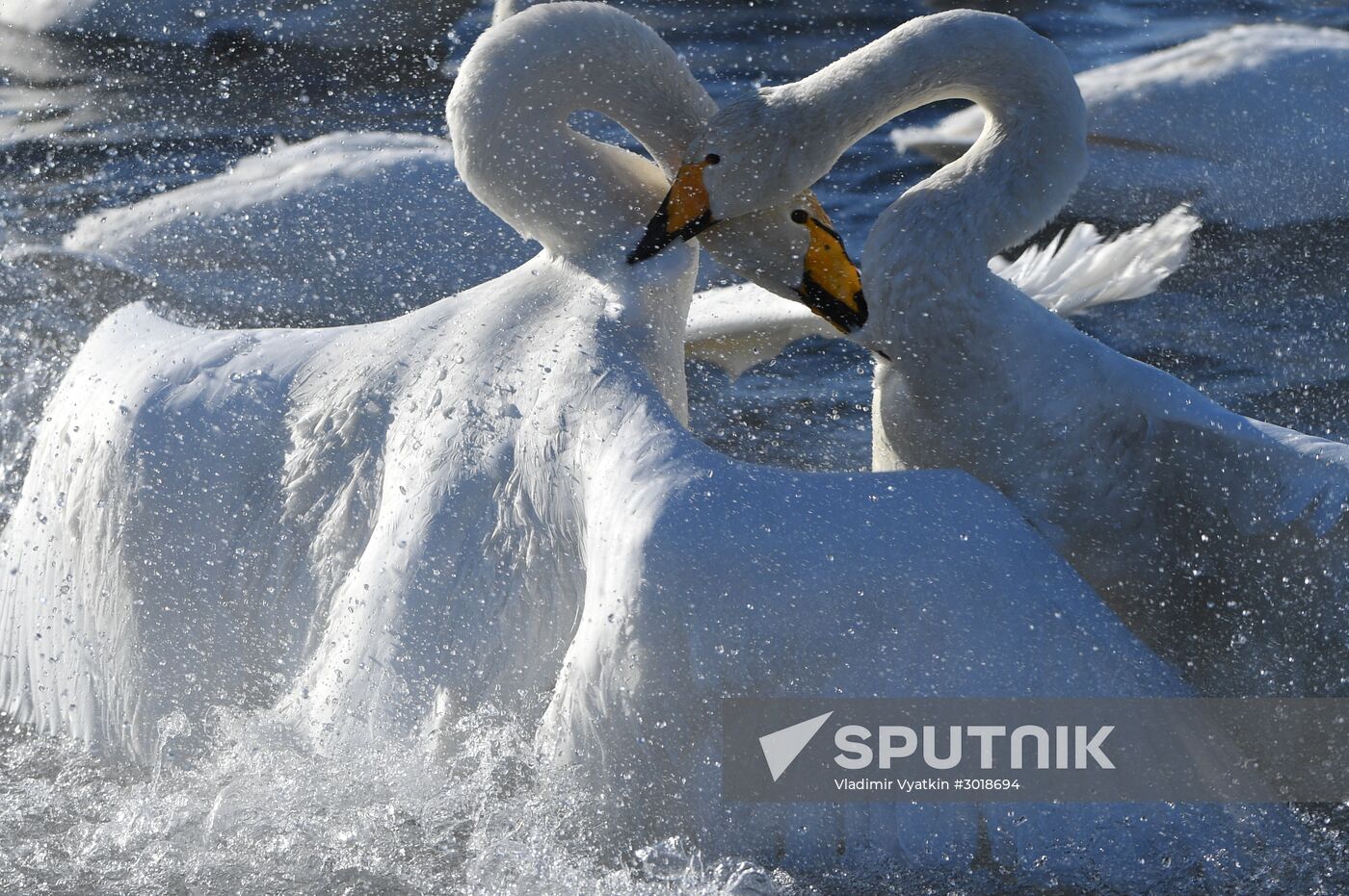 Lebediny (Swan) state nature comprehensive reserve