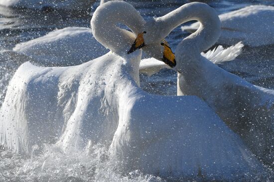 Lebediny (Swan) state nature comprehensive reserve