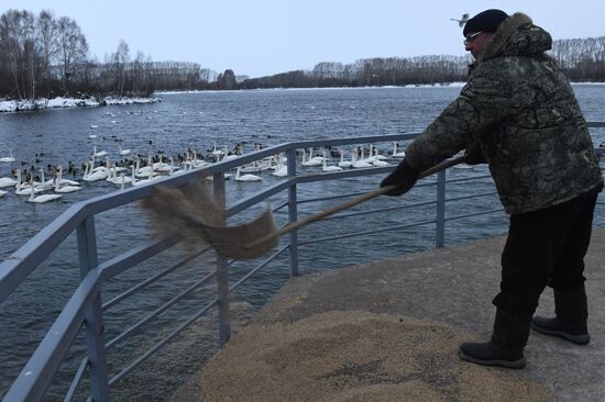 Lebediny (Swan) state nature comprehensive reserve