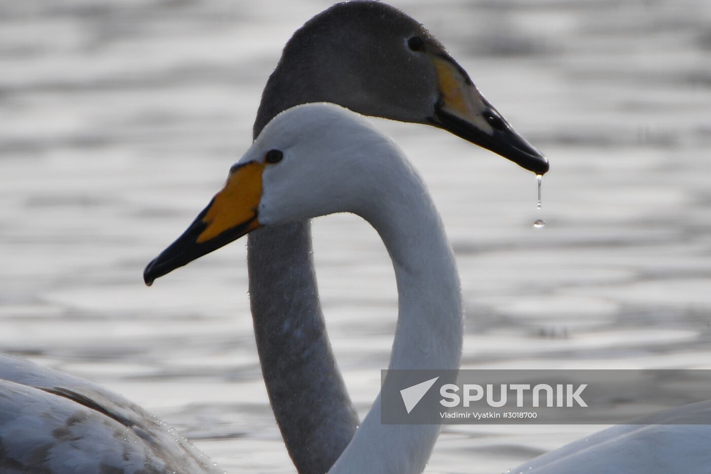 Lebediny (Swan) state nature comprehensive reserve