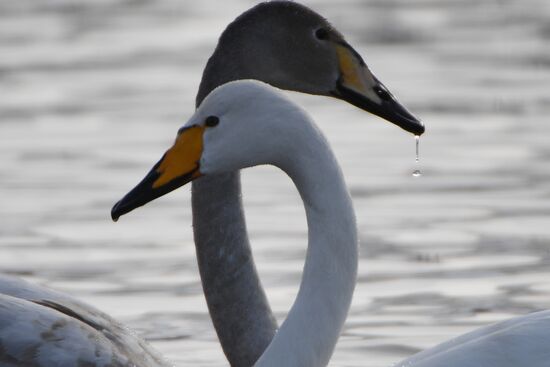 Lebediny (Swan) state nature comprehensive reserve
