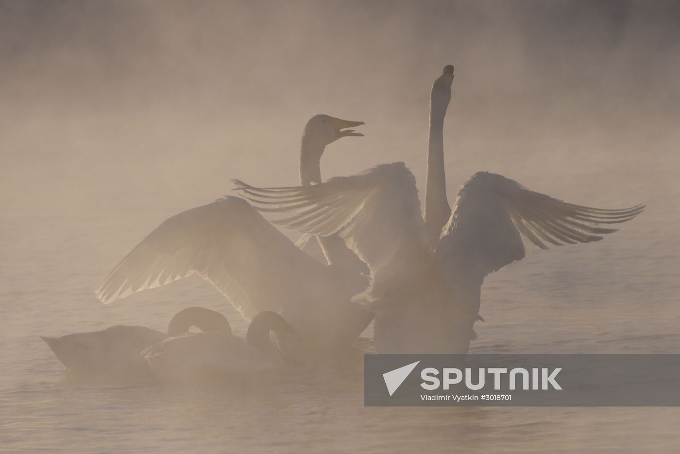 Lebediny (Swan) state nature comprehensive reserve