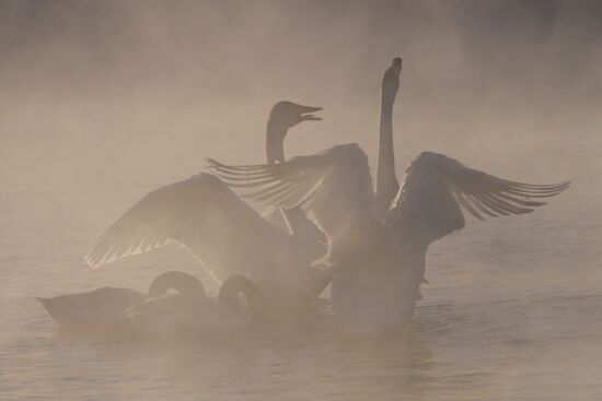 Lebediny (Swan) state nature comprehensive reserve