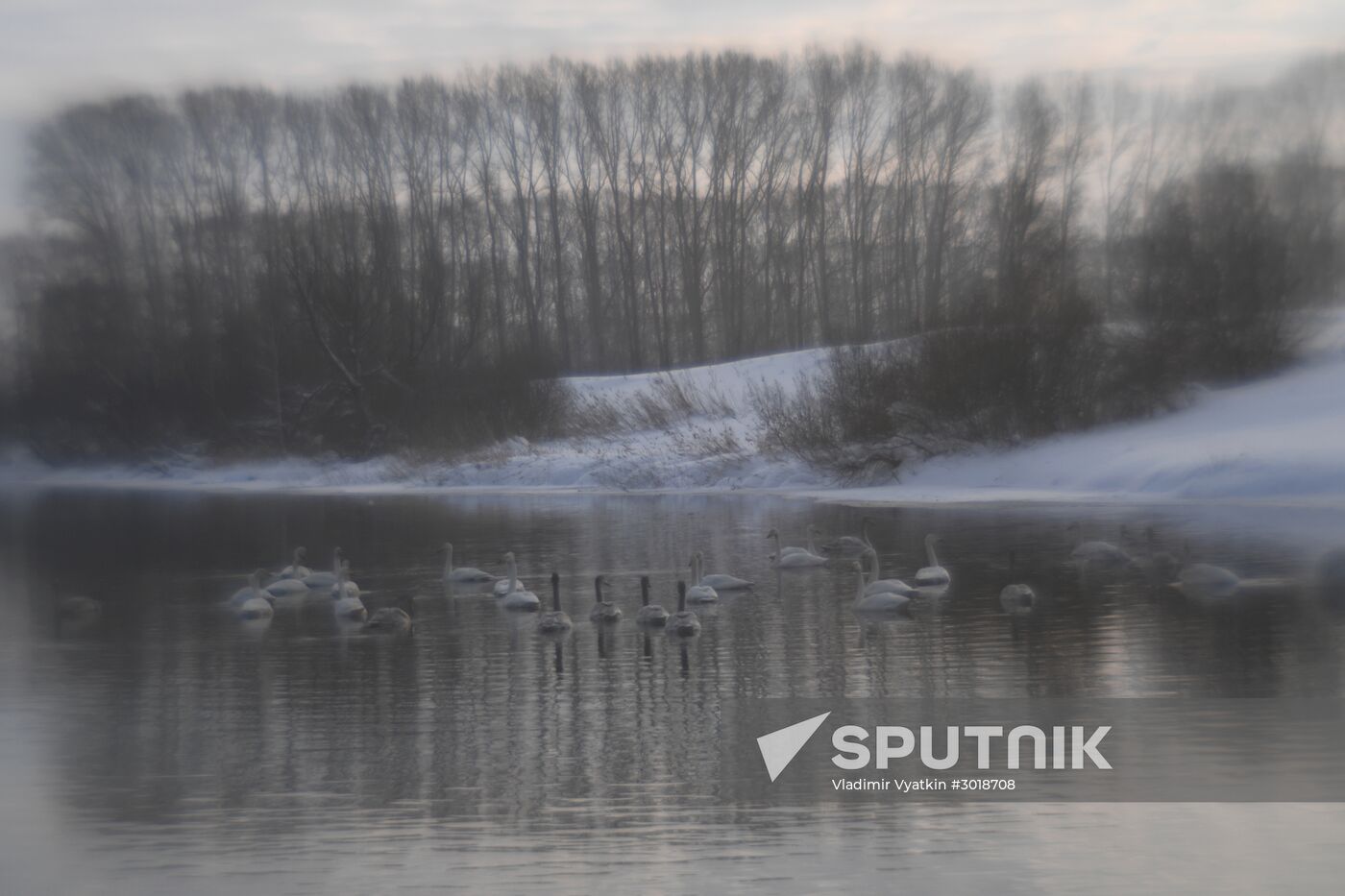 Lebediny state nature reserve