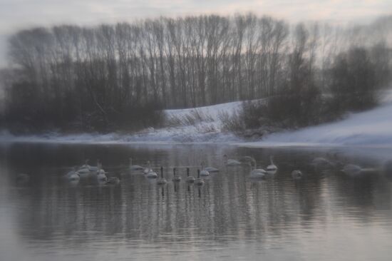 Lebediny state nature reserve
