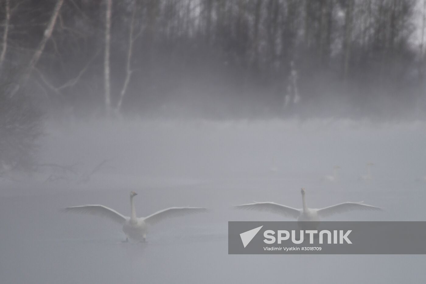 Lebediny state nature reserve