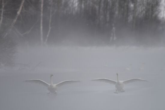Lebediny state nature reserve