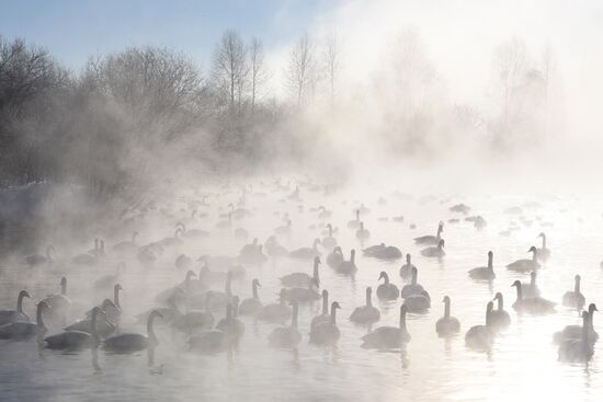 Lebediny state nature reserve