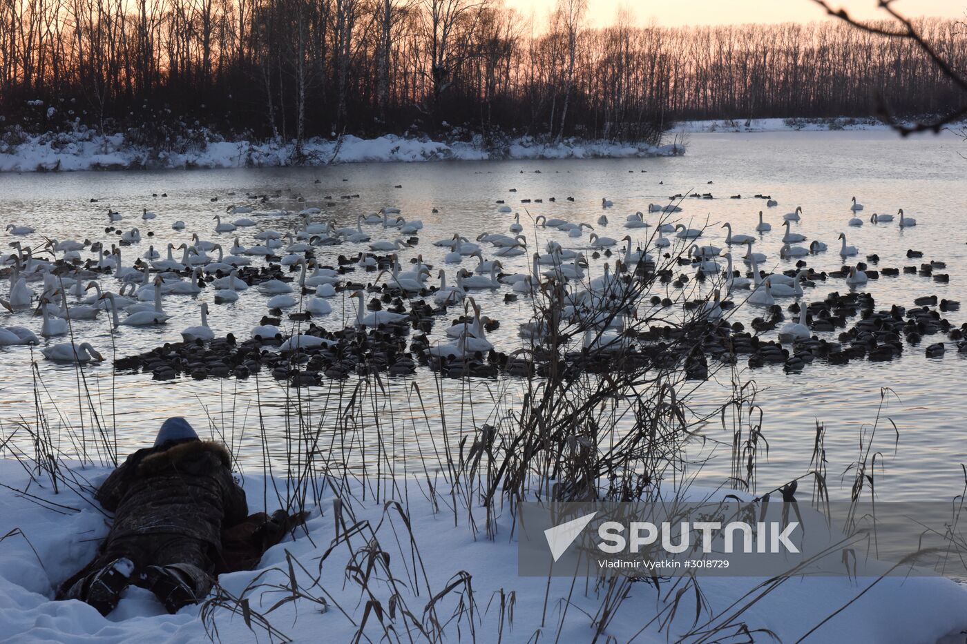 Lebediny state nature reserve