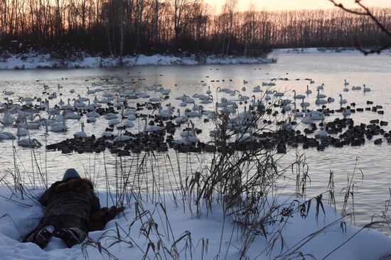 Lebediny state nature reserve