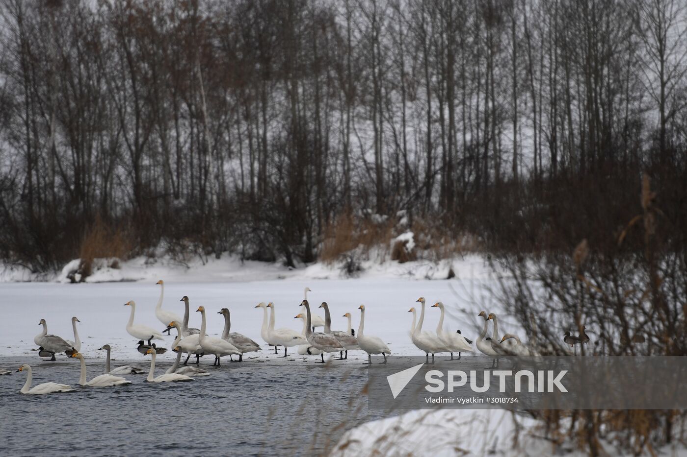 Lebediny state nature reserve